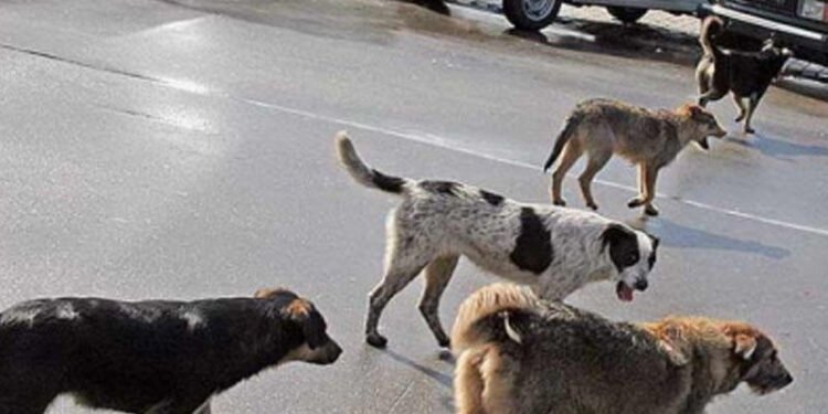 Bakıda sahibsiz itlər kabusu: Təkcə bir qəsəbədə 65 adamı dişləyiblər