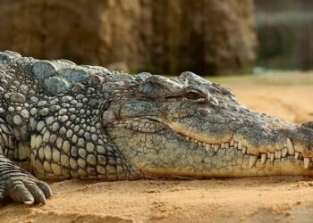 Azərbaycanlı ovçu 400 kq-lıq Nil timsahını OVLADI – VİDEO