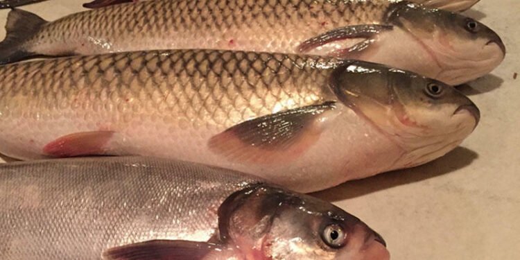 Balıq qiymətləri kəskin artdı