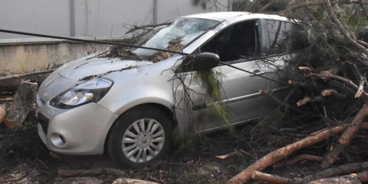 Ağac avtomobilin üzərinə aşdı