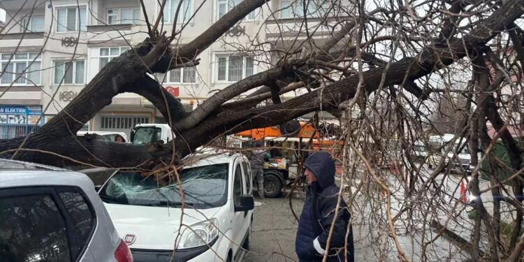 Avtomobilin üzrəinə ağac çırpıldı