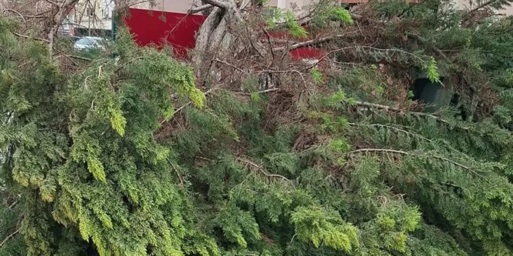 Külək fəsadlara səbəb oldu