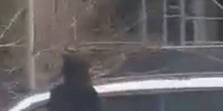 Bakıda çılpaq qadın küçədə gəzdi - FOTO