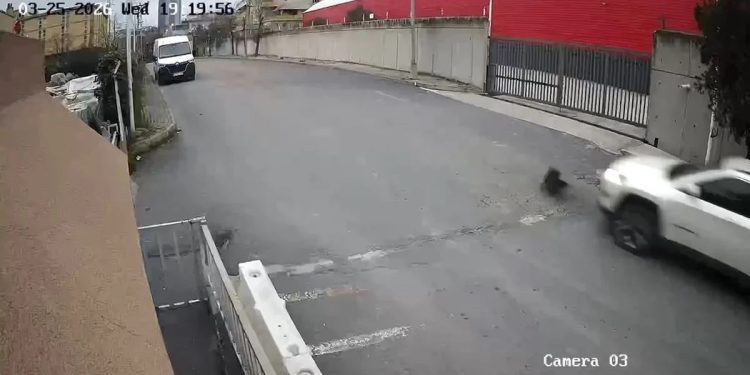 İti vuran sürücü ərazidən uzaqlaşdı