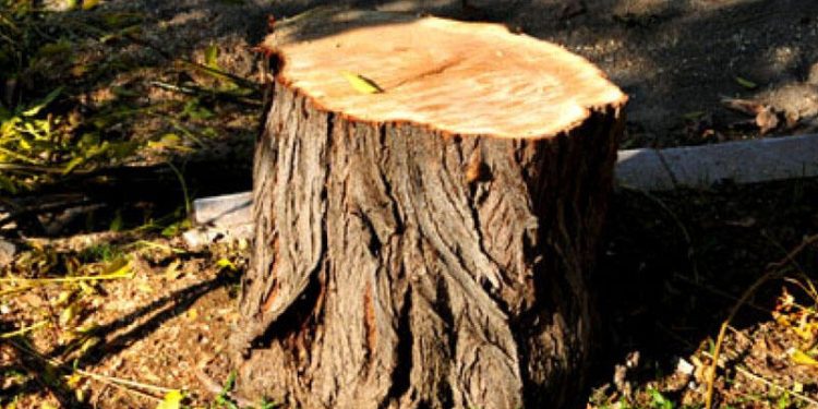 Nəhəng palıd ağacı üçmərtəbəli binanın üzərinə aşdı