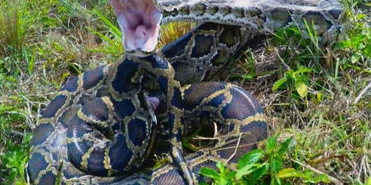 Piton ilanı qadını uddu
