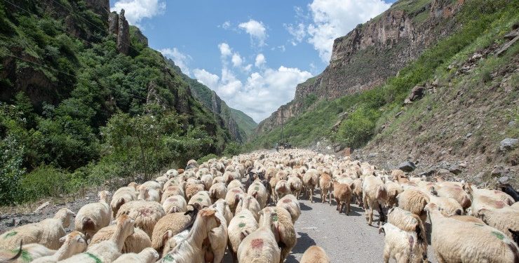 İşğaldan azad edilmiş ərazilərə 249 min başdan çox xırdabuynuzlu heyvan və 185 mindən çox arı ailəsi köçürülüb