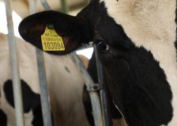 Heyvanların identifikasiyası nə üçün vacibdir?
