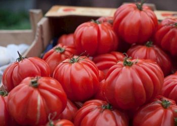 Yumşalmış pomidoru dəyərləndirməyin ən ləzzətli yolları