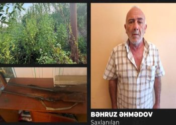 Göyçayda narkotik əməliyyatı: 51 bitki və 2 silah götürüldü
