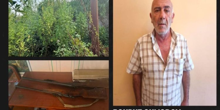 Göyçayda narkotik əməliyyatı: 51 bitki və 2 silah götürüldü