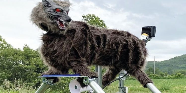 Yaponiyada ayılara qarşı robot canavar