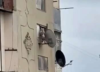 Bakıda iti binadan atan şəxs həbs edildi