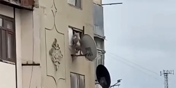 Bakıda iti binadan atan şəxs həbs edildi